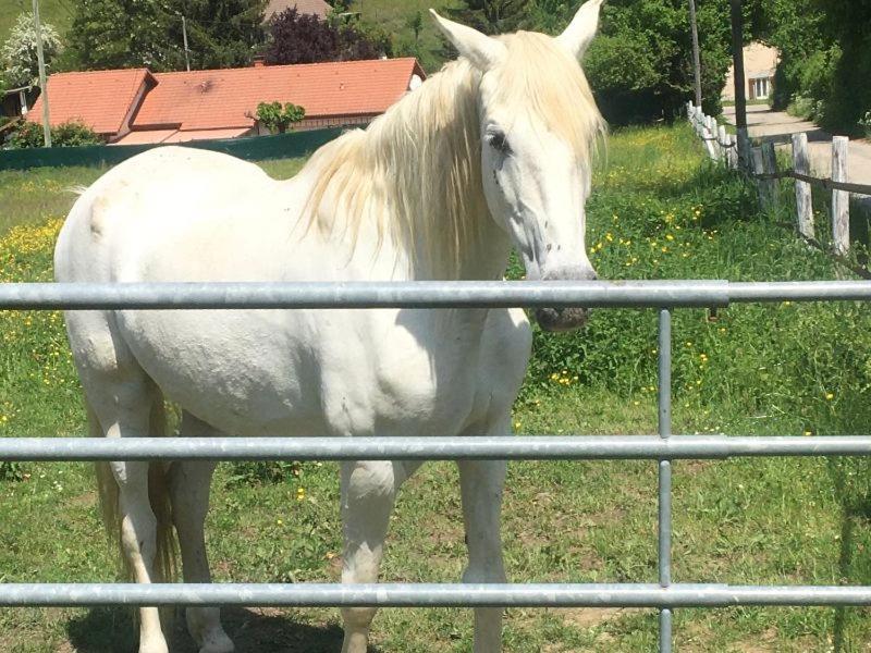 My Little Sweet Home Colombe  Eksteriør billede